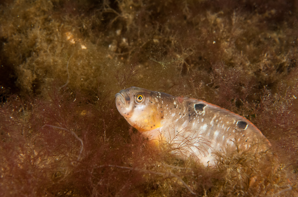 Ausschreibung GDL Marine Biology/ SK Meeresbiologie