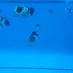 Seminar Teambuilding, Teamdynamik und Coaching im Unterwasserrugby