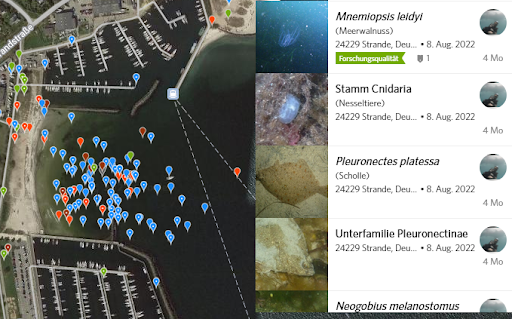 Citizen Science für Taucher*innen: Artenvielfalt unter Wasser – Vorbereitung zur CNC 2023