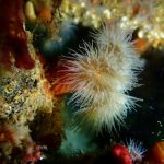 Citizen Science für Taucher*innen: Artenvielfalt unter Wasser (online)