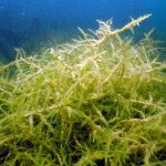 GDL Marine Biology Basic / SK Ozeanologie" (beinhaltet CMAS Ocean Discovery)